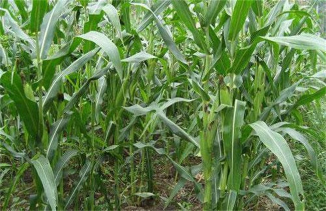 玉米灌浆期如何管理？玉米灌浆期管理要点