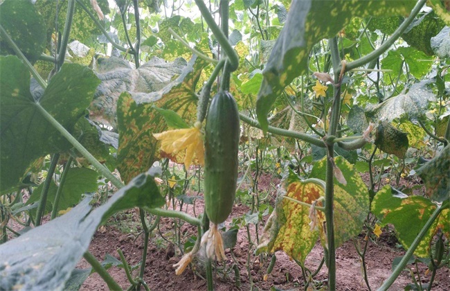 秋黄瓜产量低原因及防治方法