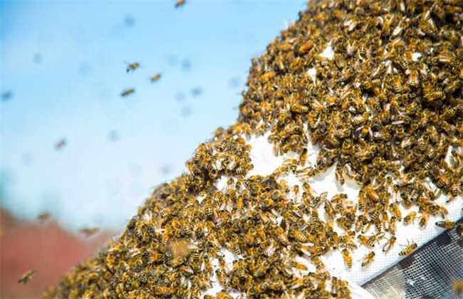 蜜蜂秋季管理 蜜蜂秋管技术
