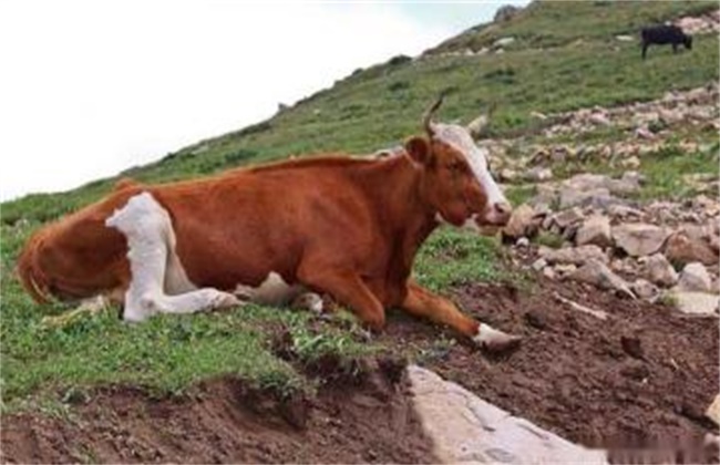 牛营养衰竭的症状及防治措施