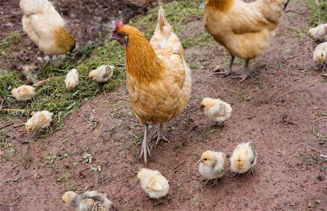 散养雏鸡养殖 雏鸡生长环境