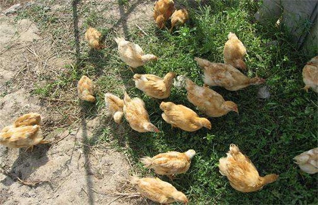 散养雏鸡养殖 雏鸡生长环境