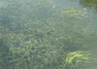水产养殖中藻类生长过旺怎么抑制