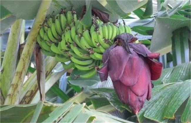 香蕉断蕾后管理 香蕉断蕾