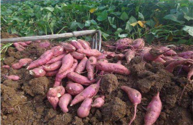红薯施肥技术 红薯施肥