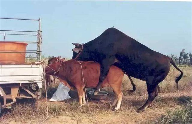 母牛配种方式 母牛配种时间