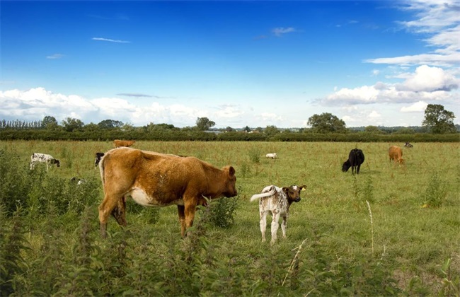 育成牛 放牧饲养技术