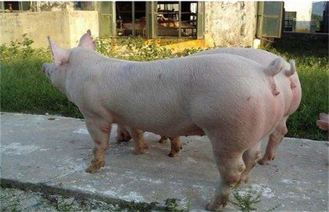 三元母猪如何留种