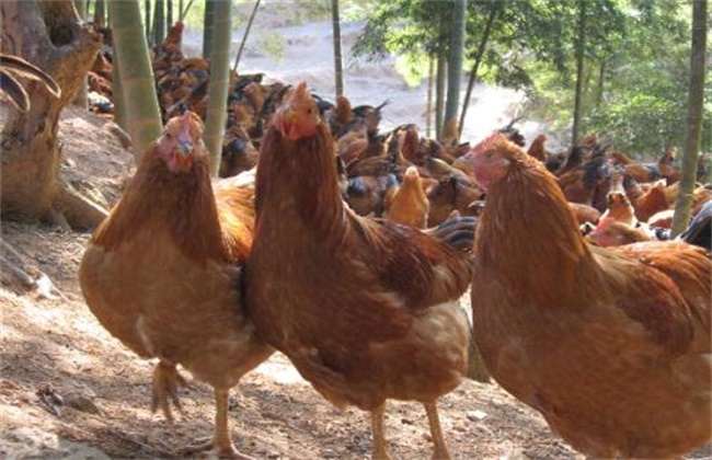 鸡传染病的四大预防措施