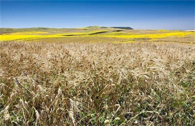 冬季小麦除草如何避免药害