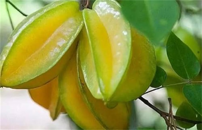 杨桃种植管理技术