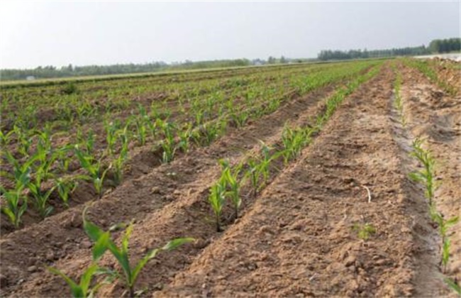 玉米出苗不齐原因及预防措施