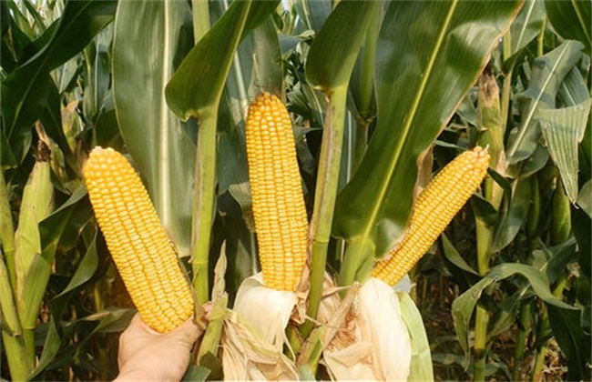 玉米促早熟技术