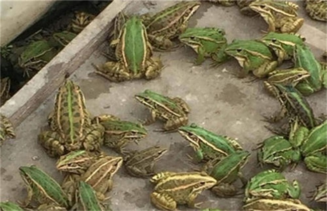 养殖青蛙有什么要求