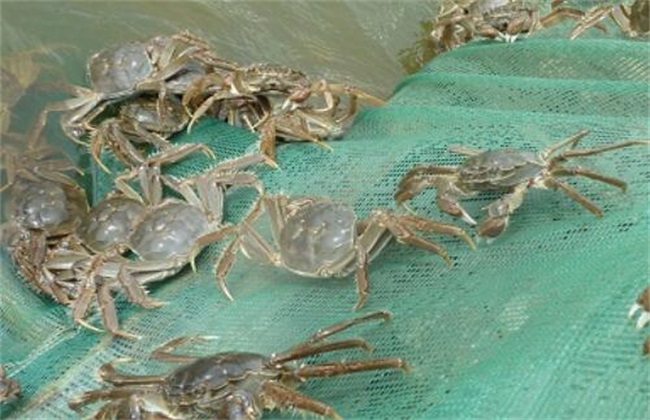 河蟹 养殖条件