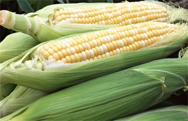 甜玉米的种植技术
