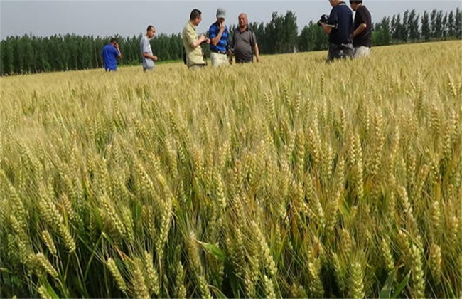 小麦增产增收新技术