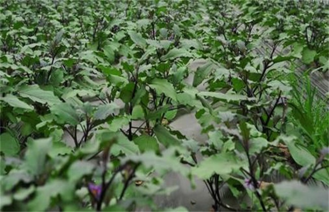 茄子苗期 管理技术