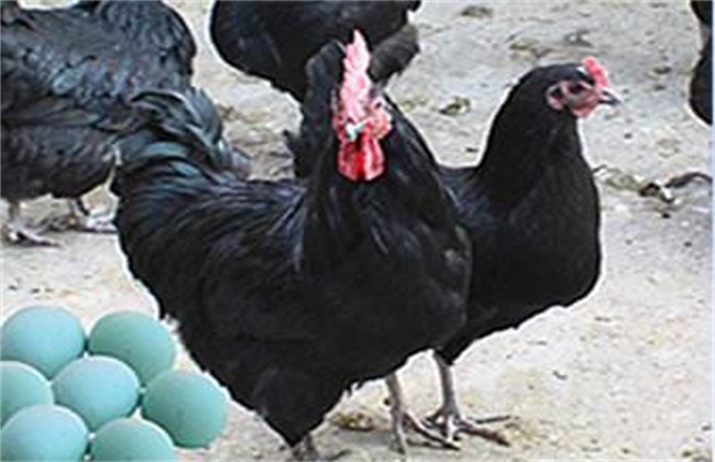 绿壳蛋鸡的饲养技术