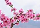 桃树花期的管理技术