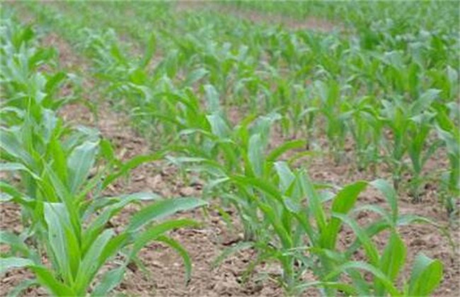 春玉米种植时间和方法