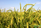 2020年稻谷全新行情：影响稻谷价格因素分析