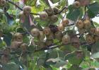 今年猕猴桃价格多少钱一斤？猕猴桃种植前景分析
