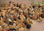 黄凤鸡的养殖前景如何？黄凤鸡养殖具有哪些特点？