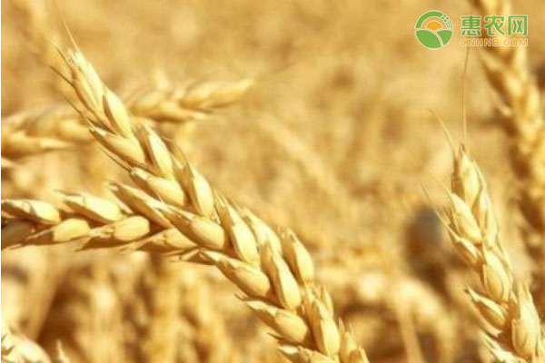 2020河南今日小麦价格走势分析（附小麦最新价格）