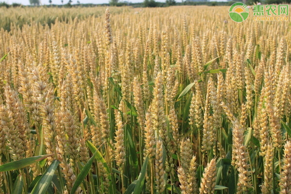 2020年小麦价格多少钱一斤？后期小麦走势分析