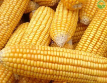 玉米价格还会继续上涨吗？玉米价格为何会上涨？