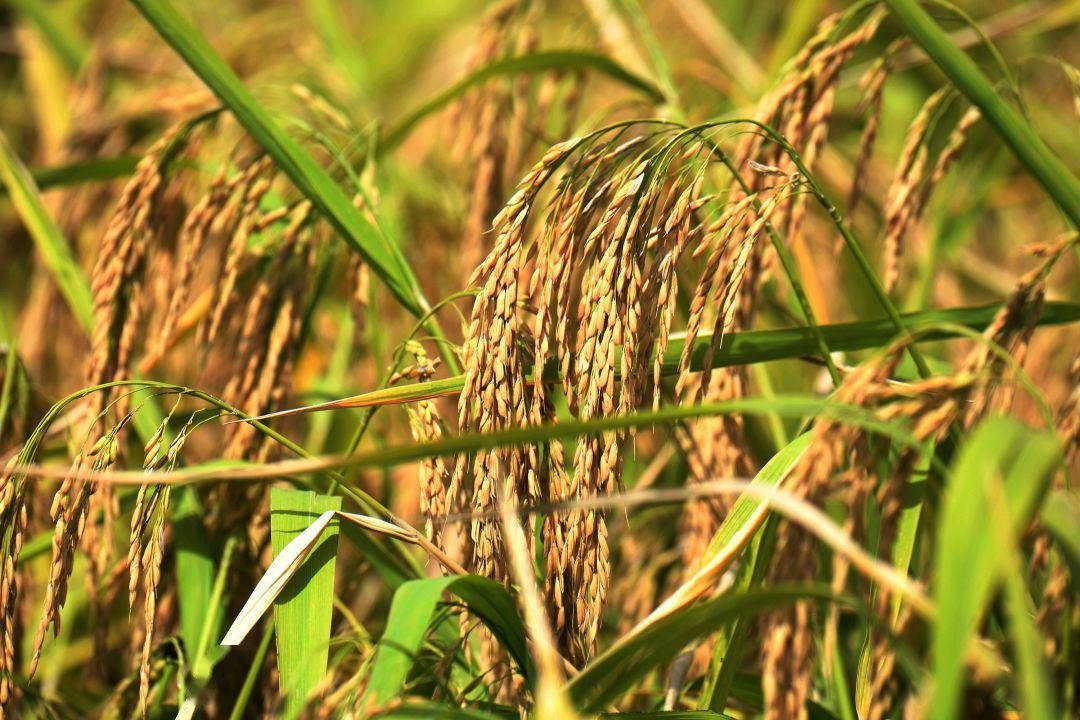 稻曲病是什么？如何防治水稻稻曲病？