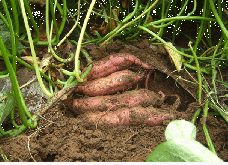 红薯种植如何提质？快来看看吧！