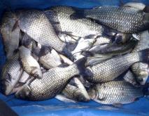 水产养殖鱼类品种盘点