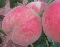桃子的品种有哪些叫什么名字？
