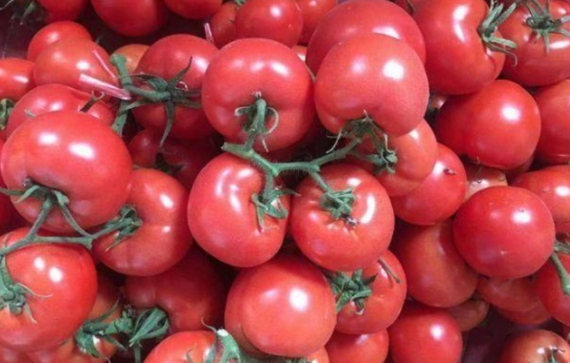 西红柿品种哪个高产抗病？